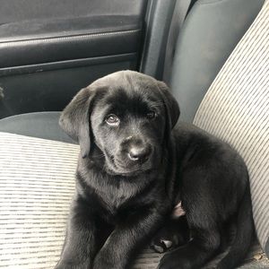 Meet your Posher, Shannon